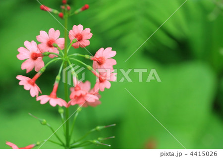 九輪草(クリンソウ)の花 壁紙写真 [四季の彩り壁紙写真集]