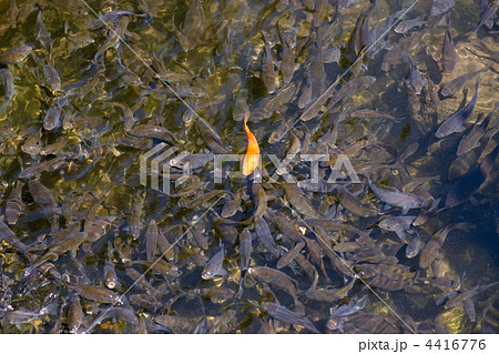 水面に集まる鯉の稚魚の群れにいる金色の1匹の写真素材