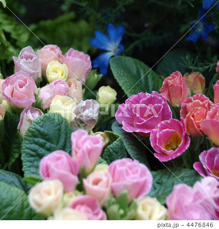 プリムラ ジュリアン キャンディマジック 花 植物の写真素材