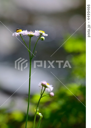 舌状花 シオン ヒメジョオンの写真素材
