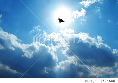 鳥 空 旅立ち チャレンジの写真素材