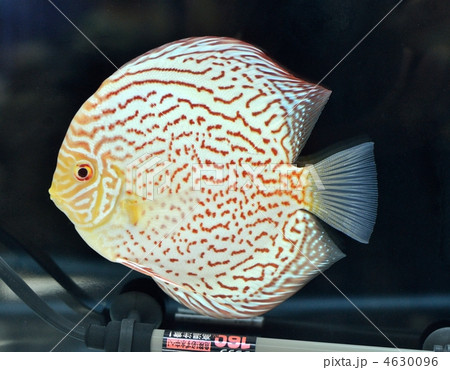 ディスカス 淡水魚 スズキ目 アマゾン川の写真素材