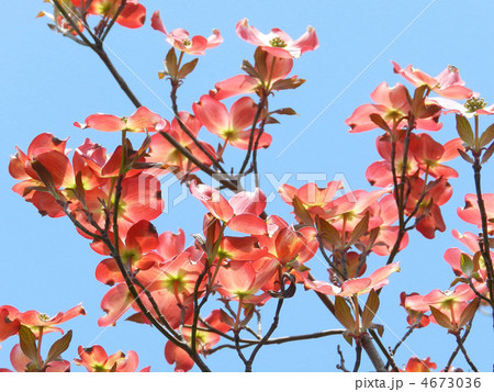 花水木 ハナミズキ チェロキーチーフの写真素材 - PIXTA