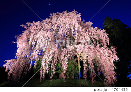 夜桜 エドヒガン しだれ桜 月の写真素材