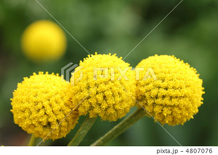 花 黄色い花 丸い花 ゴールドスティックの写真素材
