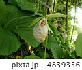 熊谷草 クマガイソウ 花言葉 気まぐれ美人 Cypripedium Japonicum Thunbの写真素材 493