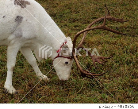 陸上動物 白いトナカイ トナカイ 動物の写真素材