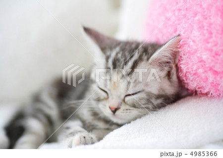 動物 猫 子猫 アメリカンショートヘアの写真素材