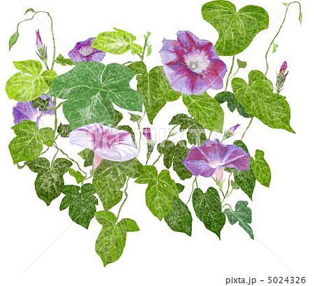 ７月の花のイラスト素材