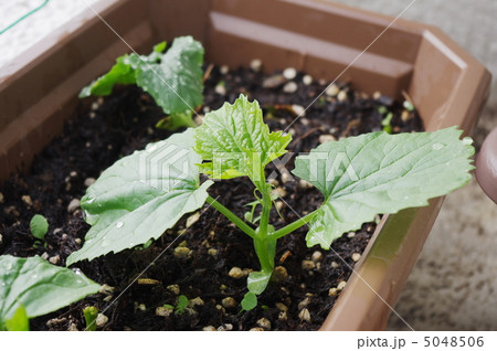 ゴーヤの苗の写真素材