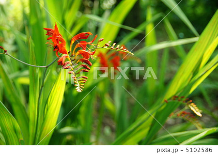 クロコスミア花の写真素材