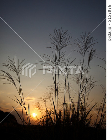 ススキ すすきの穂 夕日 夕焼けの写真素材 - PIXTA
