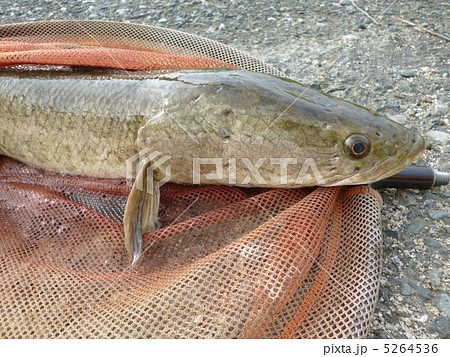 雷魚 ライギョ クリーク 湖 外来種 釣りの写真素材