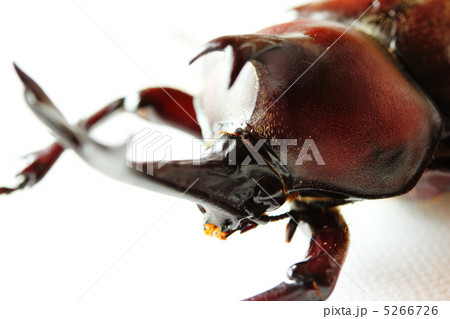 昆虫 カブトムシ 顔 アップの写真素材