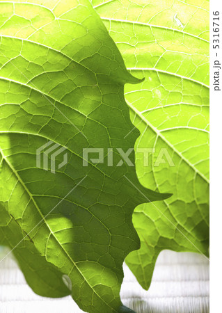 葉 葉っぱ ホオズキの葉 葉脈の写真素材
