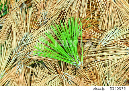 松葉 植物 枯れ葉 葉の写真素材 - PIXTA