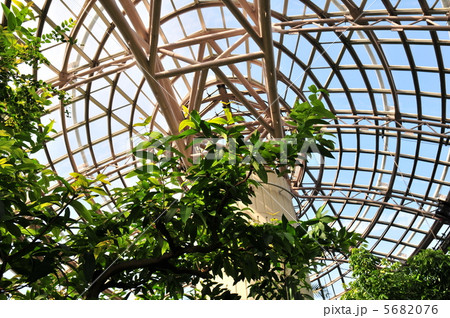 天井 ドーム 植物園 温室の写真素材