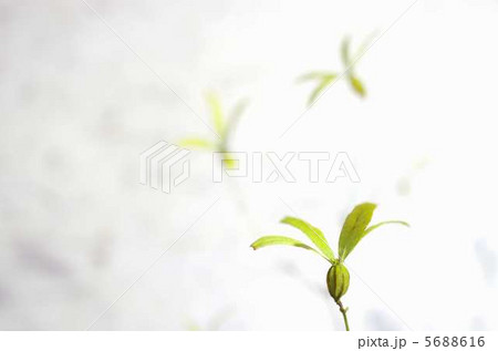 ツクバネ つくばね 衝羽根＊＊ 茶花 茶道 花材