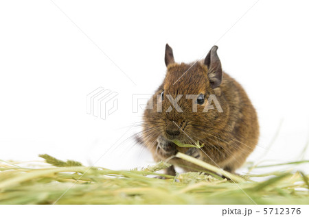 動物 デグー 小動物 かわいい ペット 白 アップの写真素材