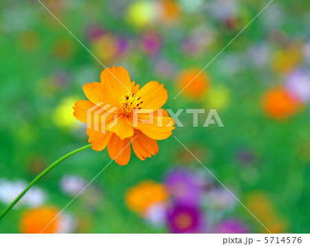 キバナコスモスの写真素材 - PIXTA キバナコスモスの写真素材 - PIXTA