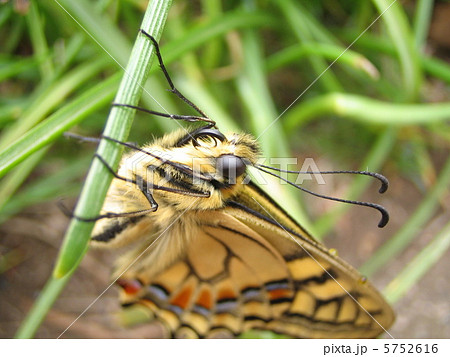 昆虫 アゲハ蝶 顔 アップの写真素材