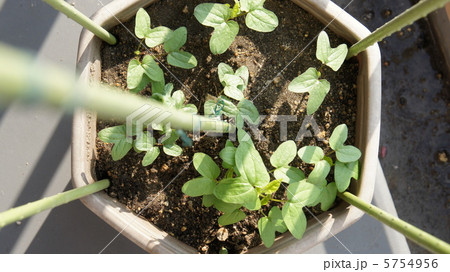 発芽 双葉 本葉 朝顔の写真素材