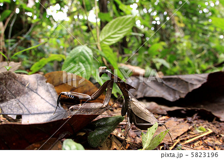 コノハカマキリ カマキリの写真素材