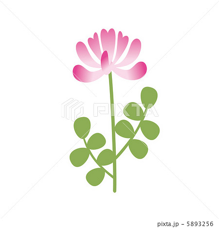 れんげ草 春の花 ワンポイントの写真素材