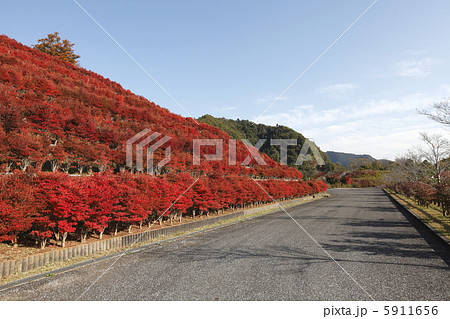 遊歩道 ドウダンツツジ 宮ヶ瀬ダム 紅葉の写真素材