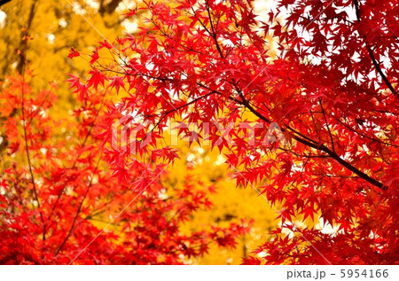 イチョウの木 イチョウの葉 11月 秋の写真素材 - PIXTA
