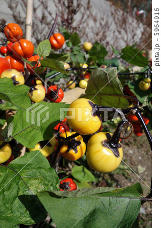 平茄子 赤色 赤い実 植物の写真素材