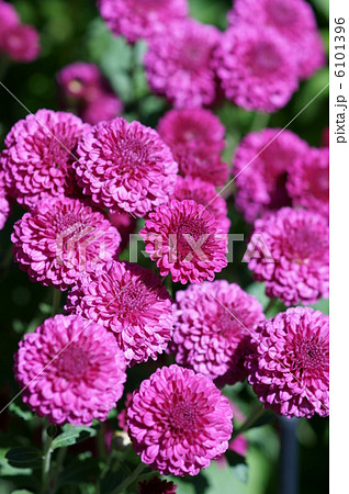 寒菊の花の写真素材