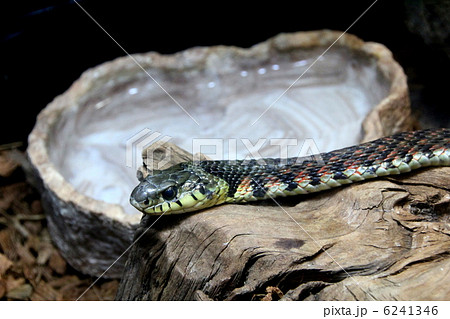 ヤマカガシの写真素材