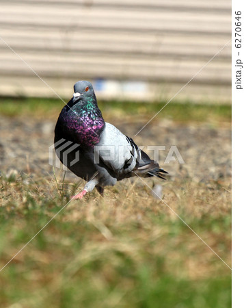 ニビキ 鳩 カワラバトの写真素材