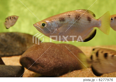 テッポウウオ 鉄砲魚 魚の写真素材