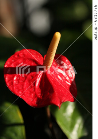ベニウチワ 植物 緑の葉 赤い葉の写真素材 ベニウチワ 植物 緑の葉 赤い葉の写真素材