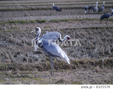 まなづるの写真素材
