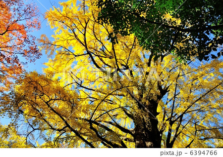 首かけイチョウの写真素材