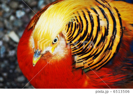 鳥 キンケイ 金鶏の写真素材 鳥 キンケイ 金鶏の写真素材
