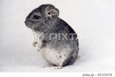 チンチラ かわいい 白色 屋内の写真素材