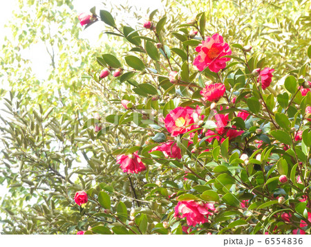 山茶花 サザンカ 赤い花と緑の枝 山茶花の花の写真素材