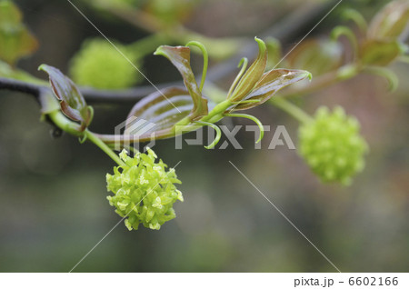 花 フラワー サルトリイバラ 植物の写真素材