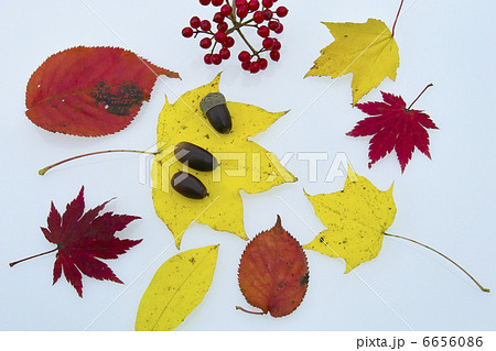 葉 紅葉 葉っぱ クロモジの写真素材 - PIXTA