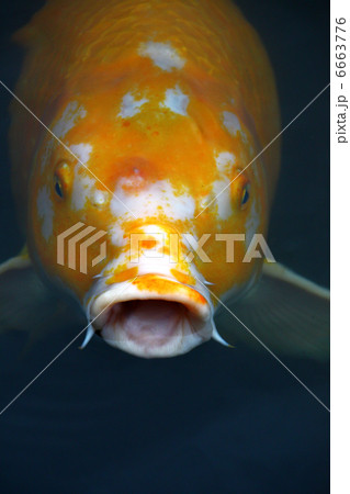 口パク 呼吸 魚の写真素材