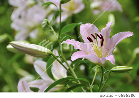 ルレーブ 花の写真素材