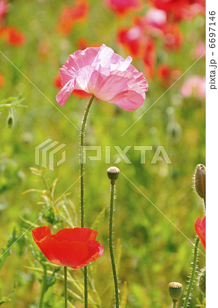 【国内在庫】 ポピー ヒナゲシ 虞美人草 花の写真素材 PIXTA - その他