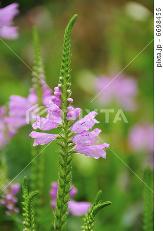 カクトラノウ 夏の草花 ピンク 可憐の写真素材