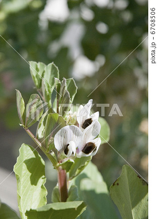 そら豆 ソラマメ そら豆の花 白い花の写真素材