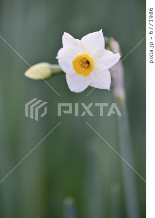 一輪 水仙 花 せっちゅうかの写真素材