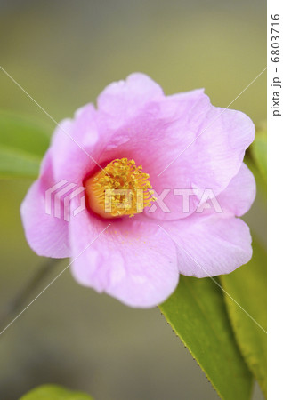 詫び助の花 茶道の写真素材